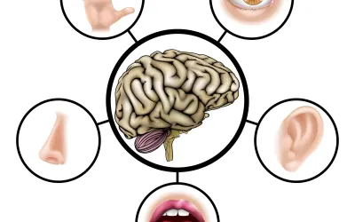 Multisensory Instruction Improves Learning