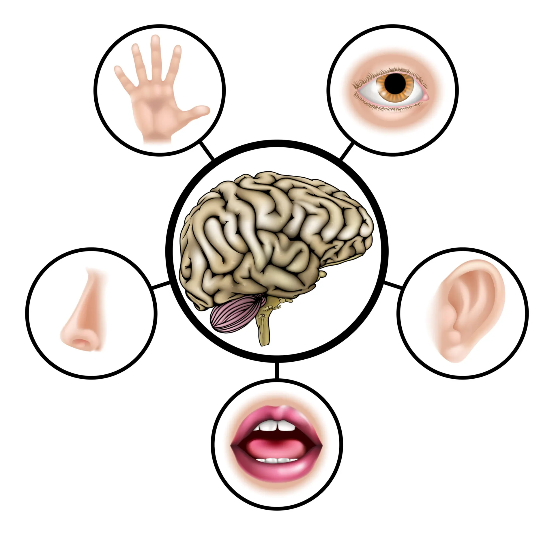 Five senses brain